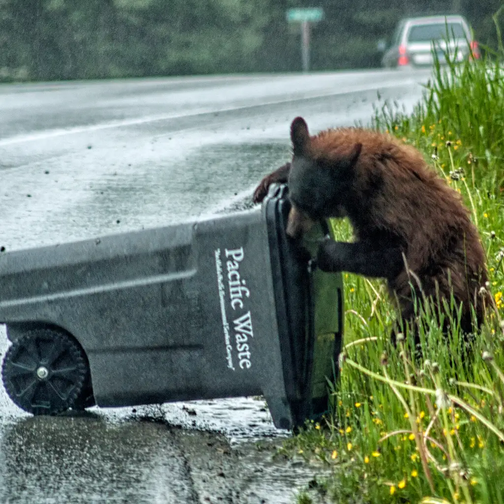 Rediscover the Magic of "The Cinnamon Bear" This Christmas
